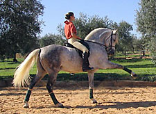 Spain-Southern Spain-Dos Olivos Dressage Clinics